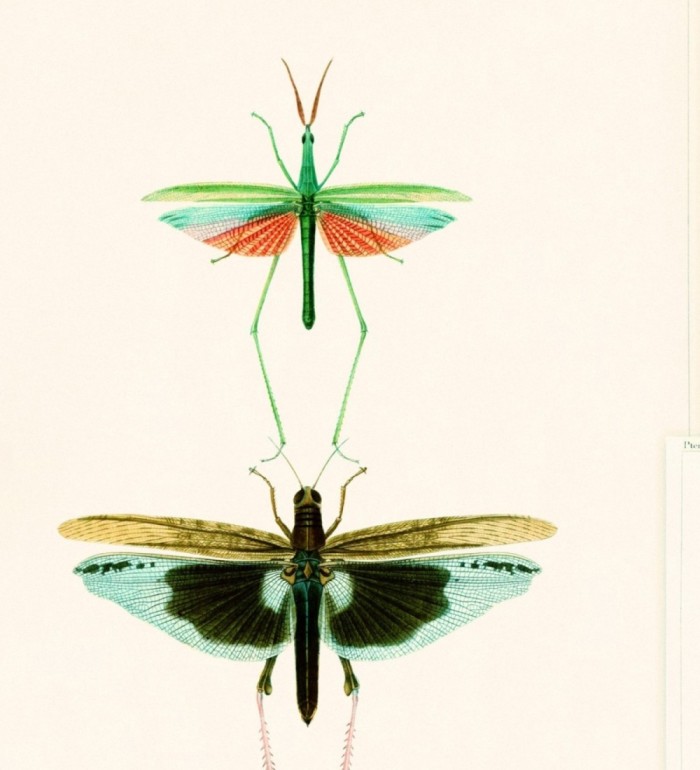 Papel pintado libélulas multicolor - Gregor Dream 128005