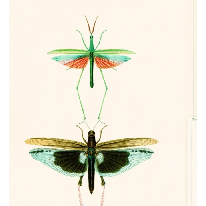 Papel pintado libélulas multicolor - Gregor Dream 128005