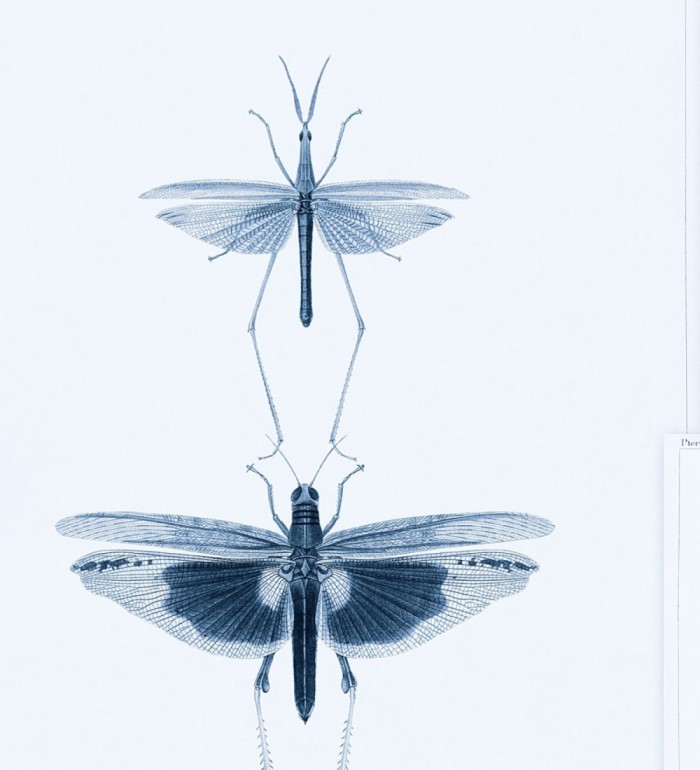 Papel pintado libélulas tonos azules - Gregor Dream 128006