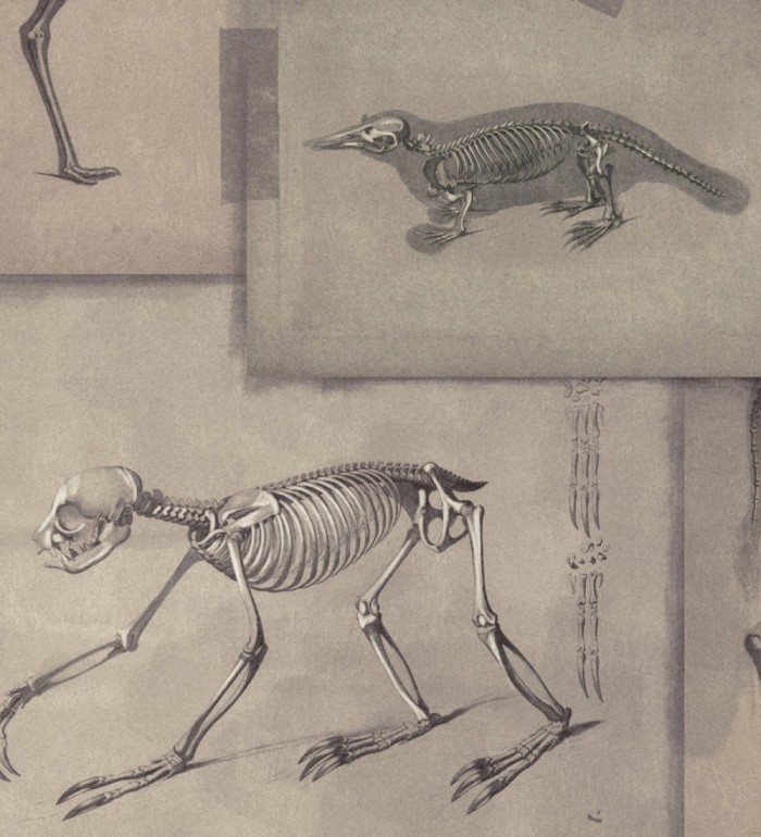 Papel pintado rayos x de animales fondo claro - Bad Experiment 128007