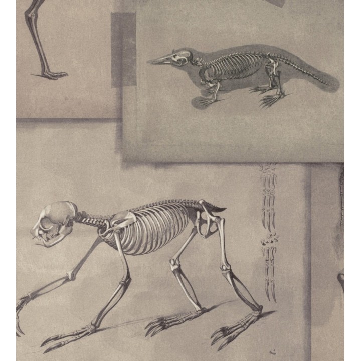 Papel pintado rayos x de animales fondo claro - Bad Experiment 128007