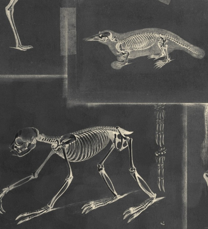 Papel pintado rayos x de animales fondo negro - Bad Experiment 128008