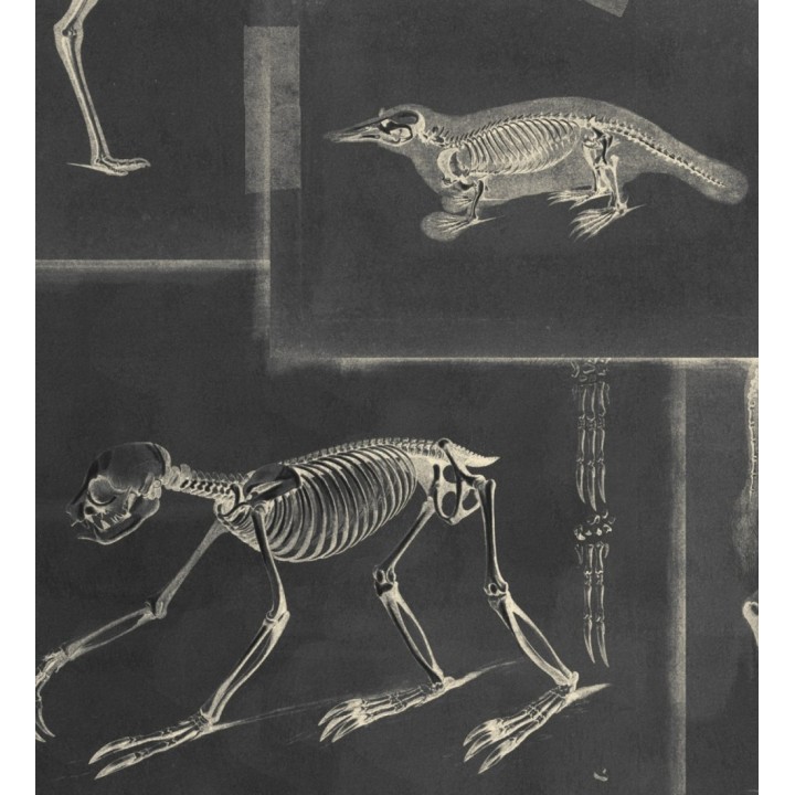 Papel pintado rayos x de animales fondo negro - Bad Experiment 128008